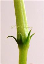  Calyx